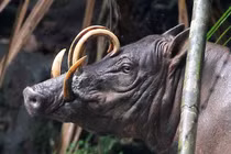 Điểm những loài lợn khó tin có thật, "độc lạ" nhất TG