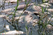 Cá chết nổi hàng loạt bốc mùi tại hồ Công viên Yên Sở