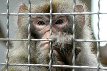 Trung Quốc tạo ra khỉ mang gen não người: Điều gì xảy ra?