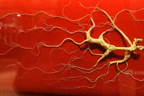 Nhân sâm vua "Quang Minh Chính Đại" gần 6 tỷ đồng có gì đặc biệt?