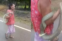 Rợn người cụ bà chơi đùa với rắn độc theo cách bất chấp nhất