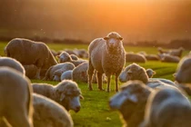 Mở cửa cho con gái xem cừu, người cha nhận bài học "sốc"