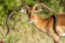 Linh dương có cặp sừng “bị tan chảy" kỳ quặc