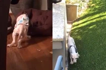 Chó quyết đứng xuyên đêm không ngủ và sự thật đau lòng phía sau 