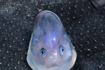 Bắt được mực, mổ bụng phát hiện điều choáng váng