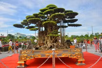 Tận mắt thấy cây sanh cổ trong chậu dát 5 cây vàng giá chục tỷ