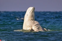 "Phát hờn" động vật có tố chất lực sĩ hơn cả con người