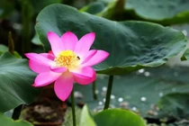 Hạt sen cổ "ngủ say" trăm năm bỗng chốc hồi sinh, nở rộ 