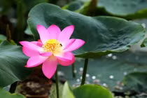 Hạt sen cổ "ngủ say" trăm năm bỗng chốc hồi sinh, nở rộ 