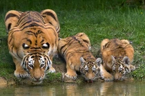 "Lộ" bí mật đặc biệt ẩn sau đôi tai hổ vằn