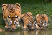 "Lộ" bí mật đặc biệt ẩn sau đôi tai hổ vằn