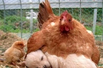 Ảnh động vật siêu yêu: Khi gà mái mẹ yêu con khác loài