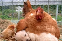 Ảnh động vật siêu yêu: Khi gà mái mẹ yêu con khác loài