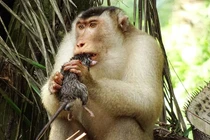 Rợn người cảnh khỉ đuôi lợn săn giết các loài gặm nhấm