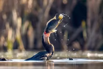 Đẹp mê cảnh chim điên điển vật vã nuốt mồi to quá khổ