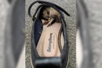 Cảm thấy giày chật lạ, người phụ nữ cúi xuống, thấy... kinh dị 