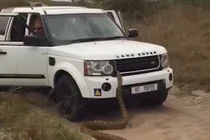 Trăn khổng lồ tấn công, du khách "sợ mất mật", tháo chạy...