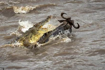 Linh dương đầu bò đánh lừa thần chết, thoát cá sấu ngoạn mục