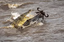 Linh dương đầu bò đánh lừa thần chết, thoát cá sấu ngoạn mục