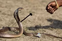 Thêm ảnh rắn cực độc khiến bạn phát cuồng vì yêu quá đỗi