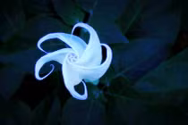 Cận cảnh “kỳ hoa dị thảo” chỉ bung nở khi có ánh trăng