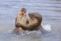 Những màn đấu tay đôi kịch tính của động vật hoang dã 