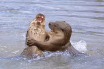 Những màn đấu tay đôi kịch tính của động vật hoang dã 