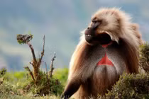 Loài khỉ lạ kỳ có “trái tim” rỉ máu, "đỏ rực" khi muốn "yêu"