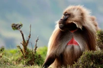 Loài khỉ lạ kỳ có “trái tim” rỉ máu, "đỏ rực" khi muốn "yêu"