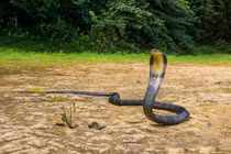 Bị tấn công, người đàn ông chém bay đầu rắn hổ mang