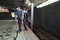 Không ngờ nuôi loài mãng xà độc này lại có ngày khấm khá