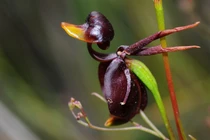 Loài lan lạ dáng dấp như vịt đang bay, mê hoặc bọ cánh cứng 