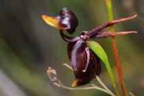 Loài lan lạ dáng dấp như vịt đang bay, mê hoặc bọ cánh cứng 