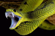 Rắn tự cắn mình có chết vì nọc độc hay không?