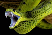 Rắn tự cắn mình có chết vì nọc độc hay không?