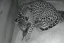 Báo đốm thụ tinh nhân tạo và cái kết thảm khốc