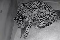 Báo đốm thụ tinh nhân tạo và cái kết thảm khốc