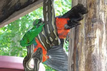 Rợn tóc gáy những lần trăn khổng lồ hung hăng “tấn công” nhà dân