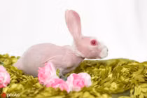 Kinh ngạc chú thỏ không lông, màu hồng cực hiếm