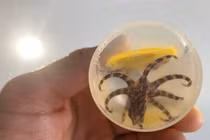 Nhặt vỏ ốc về nhà chơi, phát hiện điều hãi hùng