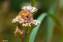 Khoảnh khắc chỉ nhìn thấy hạnh phúc của động vật hoang dã