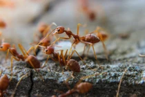 Bí mật về “đời tư” của kiến trong mùa đông lạnh giá
