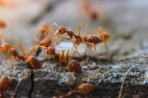 Bí mật về “đời tư” của kiến trong mùa đông lạnh giá