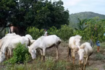 Đẹp tuyệt đàn ngựa bạch giữa dòng sông Ba 
