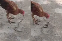 Hổ mang bò vào nhà dọa người, thê thảm với gà đói 