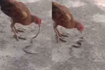 Hổ mang bò vào nhà dọa người, thê thảm với gà đói 