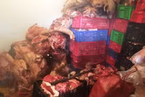  Đột kích đường dây kinh doanh thịt lợn thối