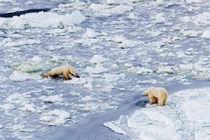 Xót xa cảnh gấu Bắc cực tuyệt vọng đấu tranh sinh tồn
