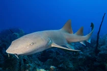 Bị cá mập truy sát, người đàn ông tung vũ khí "độc"