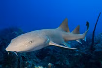 Bị cá mập truy sát, người đàn ông tung vũ khí "độc"